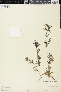 Houstonia longifolia image