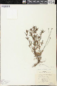 Houstonia longifolia image