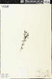 Houstonia longifolia image
