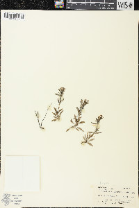 Houstonia longifolia image