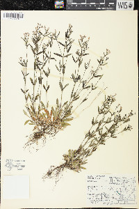 Houstonia longifolia image