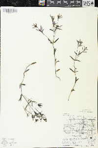 Houstonia longifolia image