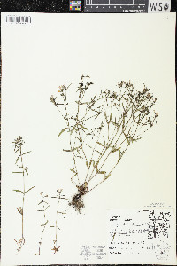 Houstonia longifolia image