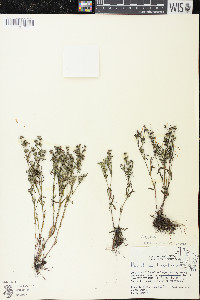 Houstonia longifolia image