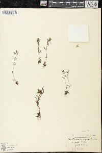 Houstonia longifolia image