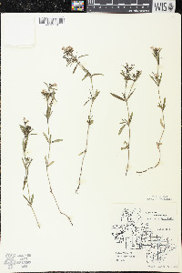 Houstonia longifolia image