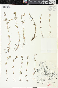 Houstonia longifolia image