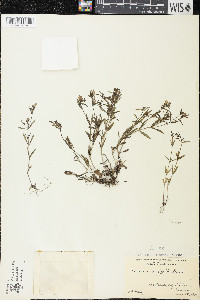 Houstonia longifolia image