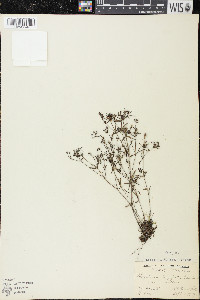 Houstonia longifolia image