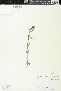 Houstonia longifolia image