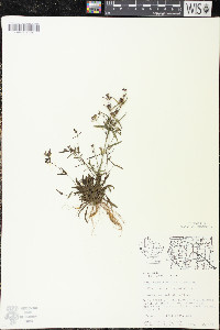 Houstonia longifolia image