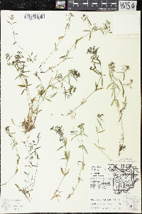 Houstonia longifolia image