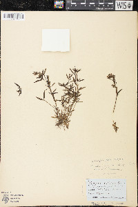 Houstonia longifolia image