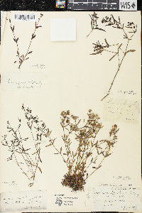 Houstonia longifolia image