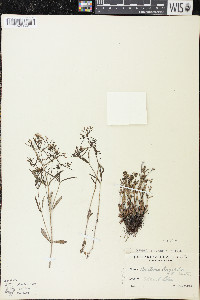 Houstonia longifolia image