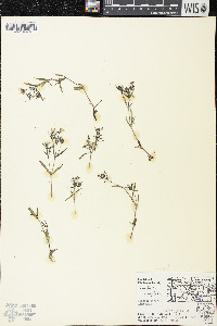 Houstonia longifolia image