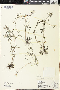 Houstonia longifolia image