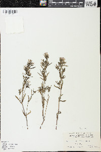 Houstonia longifolia image