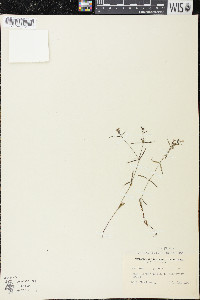 Houstonia longifolia image