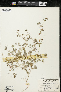 Sherardia arvensis image