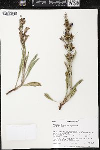 Penstemon speciosus image