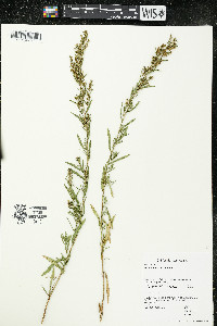 Artemisia dracunculus image