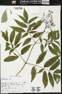 Sambucus cerulea image