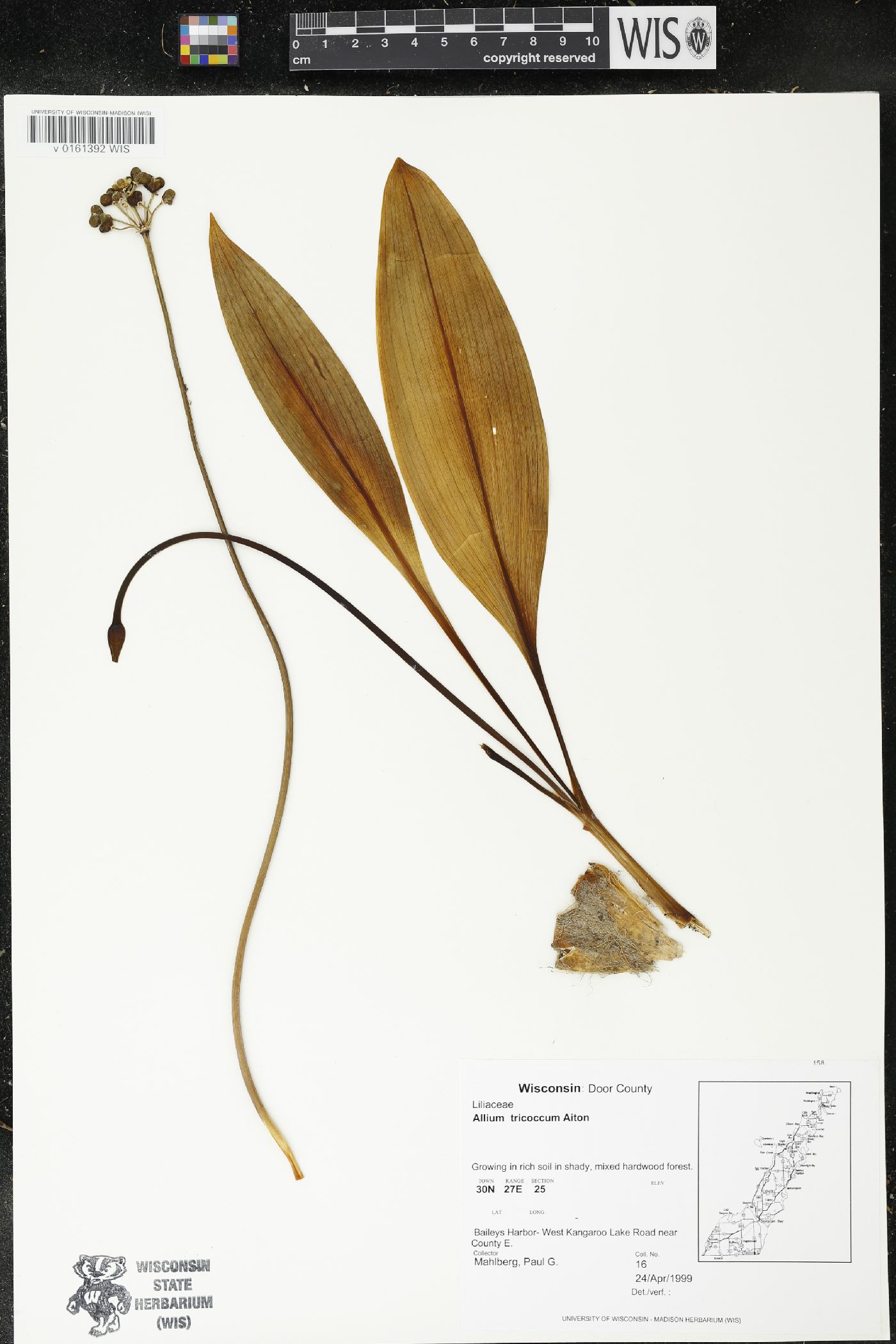 Allium tricoccum image