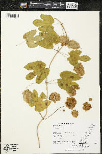 Humulus lupulus image