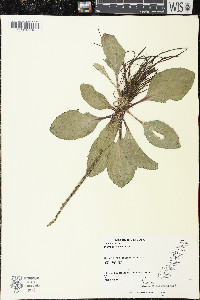 Plantago rugelii image