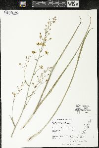 Zigadenus elegans subsp. glaucus image