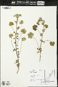 Malva neglecta image