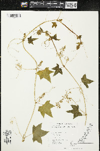 Echinocystis lobata image