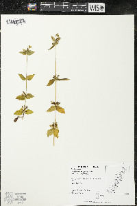 Halenia deflexa subsp. deflexa image