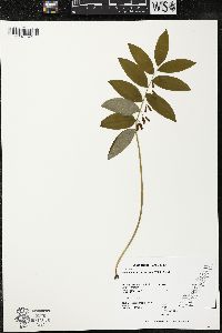 Polygonatum pubescens image