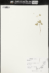Panax trifolius image