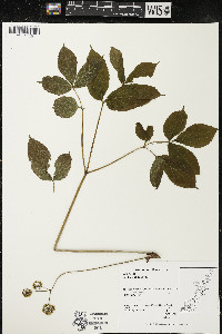 Aralia nudicaulis image