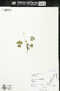 Oxalis montana image