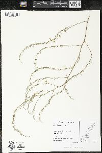 Asparagus officinalis image