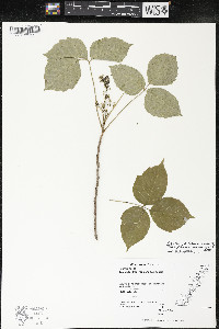 Toxicodendron rydbergii image