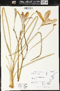 Hemerocallis fulva image