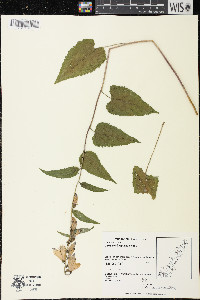 Campanula rapunculoides image