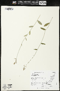 Lobelia spicata var. hirtella image