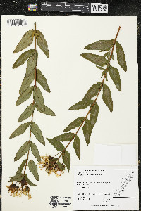 Hypericum ascyron subsp. pyramidatum image