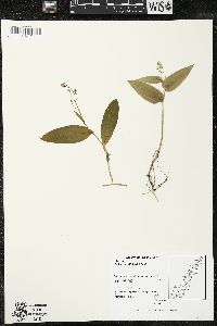 Maianthemum trifolium image