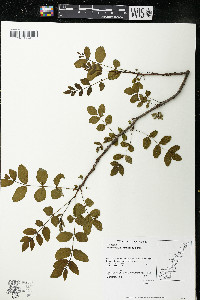 Zanthoxylum americanum image