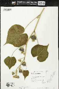 Abutilon theophrasti image