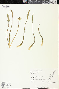 Sagittaria graminea subsp. graminea image