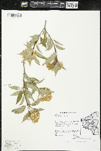 Cornus racemosa image