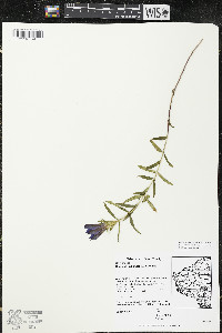 Gentiana puberulenta image